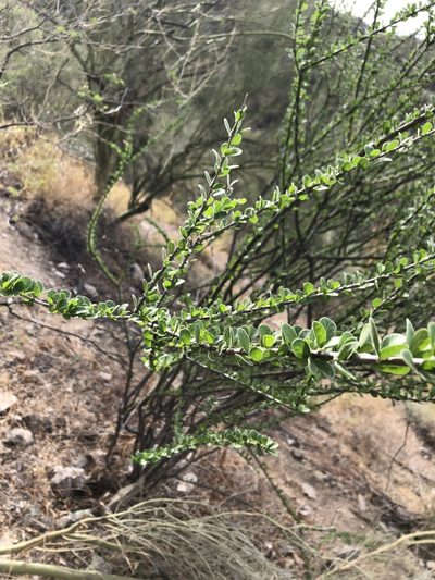 Adelia obovata, photographed by Enrique Martínez Núñez