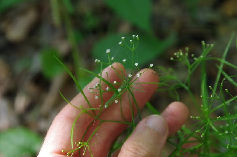 Cynosciadium digitatum, photographed by Eric Knight