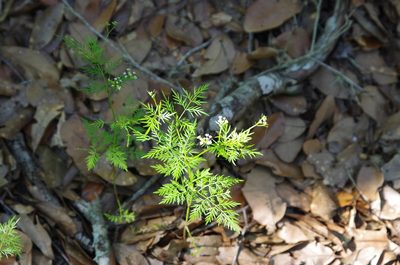 Trepocarpus aethusae, photographed by Eric Knight