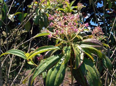 Miconia robinsoniana, photographed by Julien Renoult