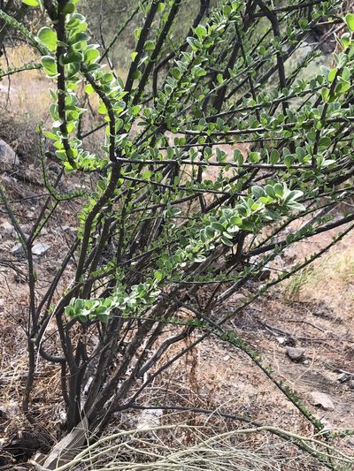 Adelia obovata, photographed by Enrique Martínez Núñez