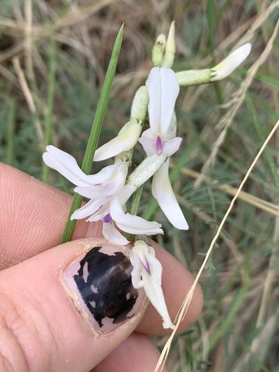 Astragalus conjunctus, photographed by Kate Manning
