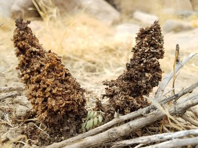 Orobanche cooperi, photographed by Alan Rockefeller