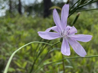 Lygodesmia aphylla, photographed by Dwight Kingsbury