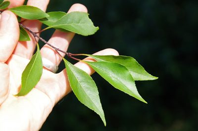 Forestiera acuminata, photographed by Eric Knight