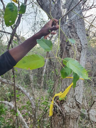 Ekmanianthe longiflora, photographed by Yolanda M. Leon