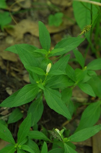 Spigelia texana, photographed by Eric Knight