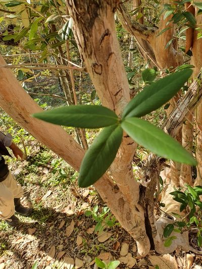 Pimenta haitiensis, photographed by Yolanda M. Leon