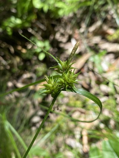 Carex elliottii, photographed by Alan Weakley