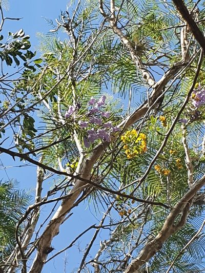 Jacaranda ekmanii, photographed by Yolanda M. Leon