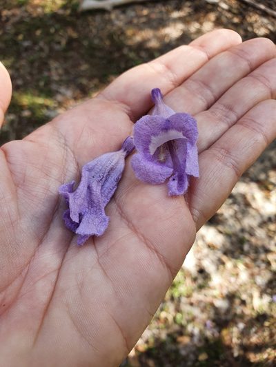 Jacaranda ekmanii, photographed by Yolanda M. Leon