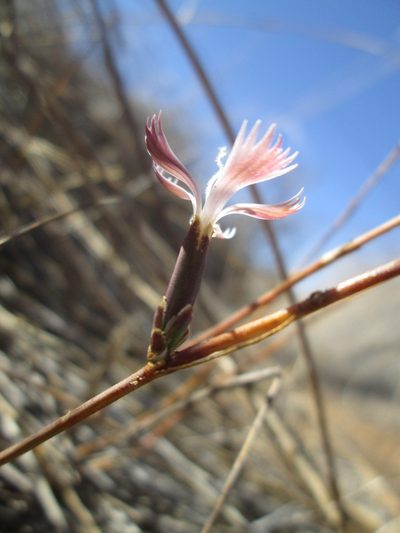 Dianthus namaensis, photographed by Nolan Exe