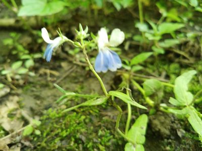 Collinsia verna, photographed by Paul Kawka
