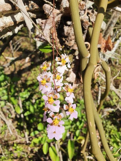 Tolumnia variegata, photographed by Yolanda M. Leon
