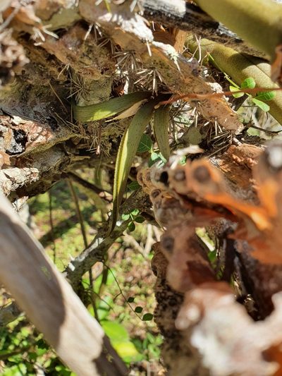 Tolumnia variegata, photographed by Yolanda M. Leon