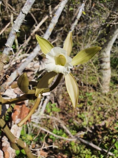 Vanilla claviculata, photographed by Yolanda M. Leon