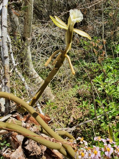 Vanilla claviculata, photographed by Yolanda M. Leon
