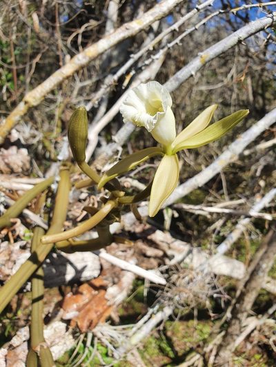 Vanilla claviculata, photographed by Yolanda M. Leon