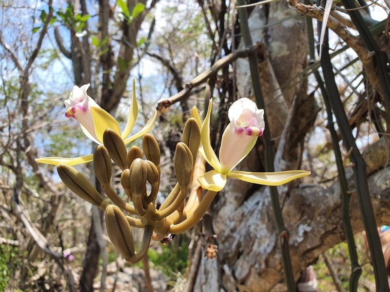 Vanilla barbellata, photographed by Yolanda M. Leon