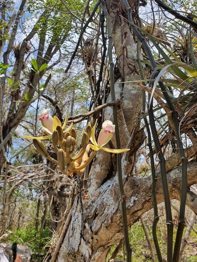 Vanilla barbellata, photographed by Yolanda M. Leon