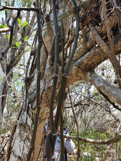 Vanilla barbellata, photographed by Yolanda M. Leon
