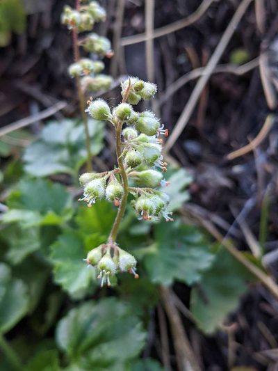 Heuchera merriamii, photographed by Trevor Van Loon