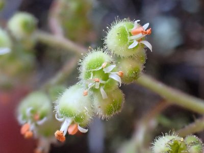 Heuchera merriamii, photographed by Trevor Van Loon