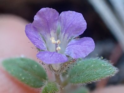 Phacelia vallicola, photographed by Trevor Van Loon