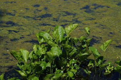 Aquarius cordifolius, photographed by Eric Knight