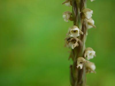 Peristylus plantagineus, photographed by Dinesh Valke