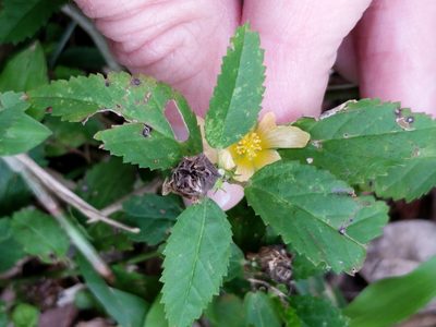 Sida ulmifolia, photographed by Alison Northup