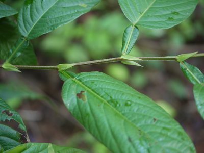 Tadehagi triquetrum, photographed by Dinesh Valke
