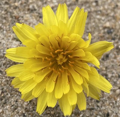 Agoseris apargioides, photographed by Henrik Kibak