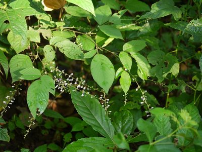 Sohmaea laxiflora, photographed by Dinesh Valke
