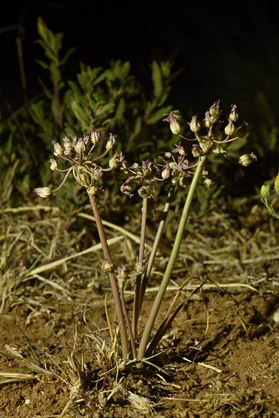Allium perdulce, photographed by Alan Rockefeller