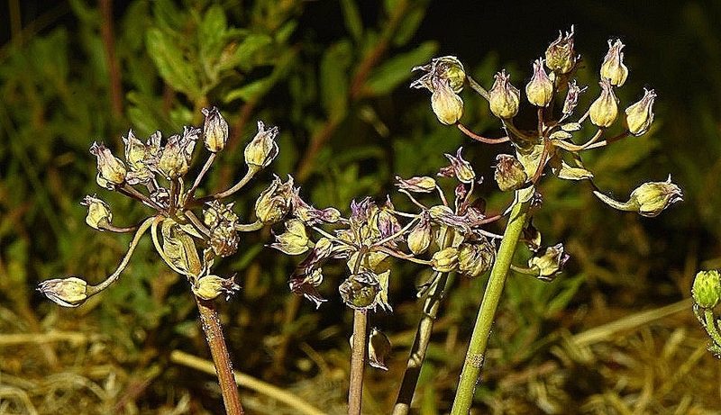 Allium perdulce, photographed by Alan Rockefeller