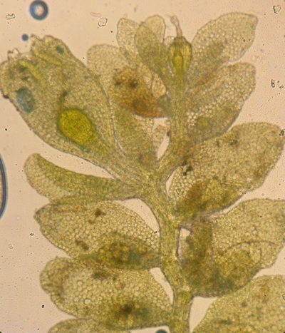 Siphonolejeunea olgae, photographed by John Steel