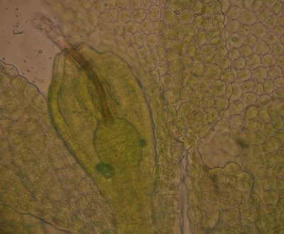 Siphonolejeunea olgae, photographed by John Steel