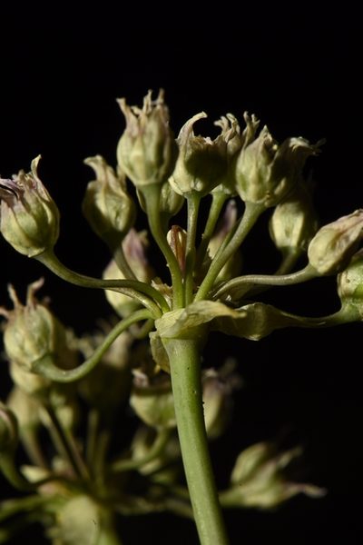 Allium perdulce, photographed by Alan Rockefeller