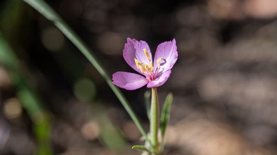 Clarkia gracilis, photographed by mdhancher