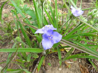 Tradescantia hirsutiflora, photographed by Annika Lindqvist