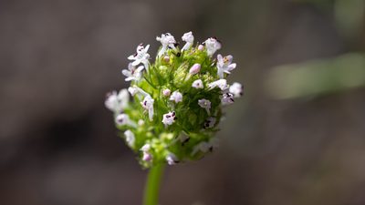 Valeriana macrocera, photographed by mdhancher