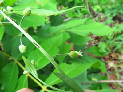 Borodinia canadensis, photographed by Annika Lindqvist