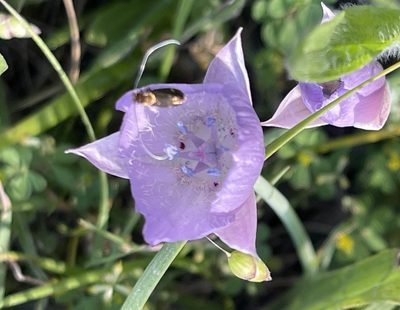 Calochortus uniflorus, photographed by Barbara Banfield