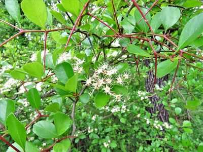 Crataegus crus-galli, photographed by Annika Lindqvist
