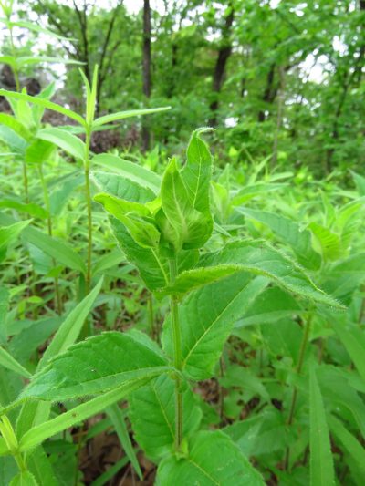Monarda luteola, photographed by Annika Lindqvist