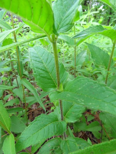 Monarda luteola, photographed by Annika Lindqvist