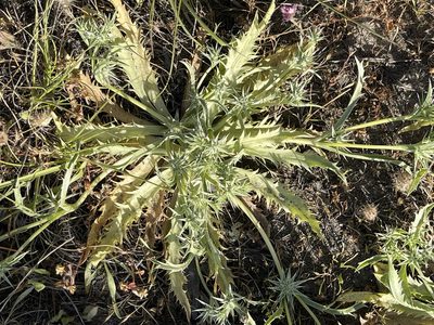 Eryngium armatum, photographed by Barbara Banfield