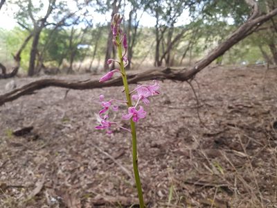 Dipodium roseum, photographed by Lek Khauv