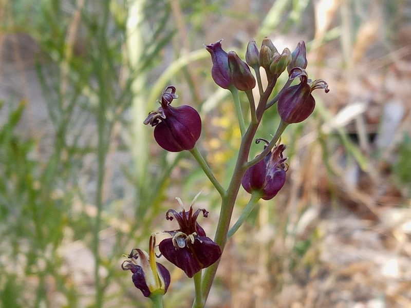 Streptanthus amplexicaulis, photographed by Daniel S.